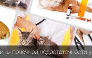 Почечная недостаточность у кошек: симптомы, лечение, диета