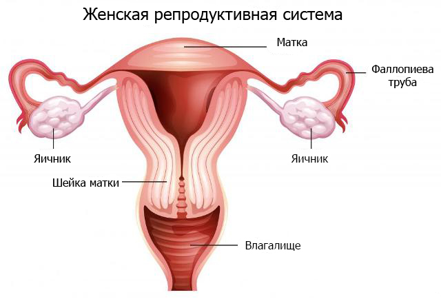 урологическая киста у женщин от чего